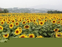 2012广西欢乐乡村游武宣金葵花节将于10月19日—28日举办