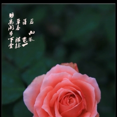 羞答答的玫瑰静悄悄的开