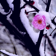 梅花欢喜漫天雪