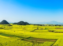 油菜花的海洋——罗平(全景接片)