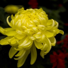菊花