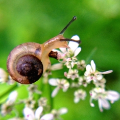 蜗牛赏花