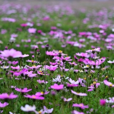 春花2