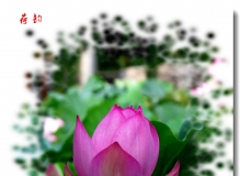 新人加入  献花祝贺