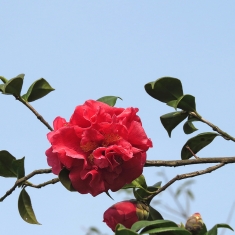 火红的山茶花