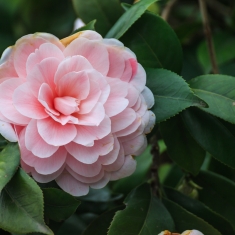 茶花迎春