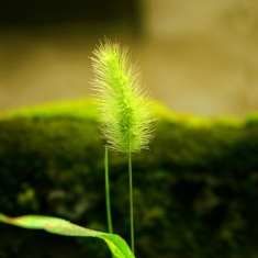 狗尾草