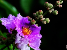 紫薇花