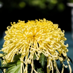 菊花（二）