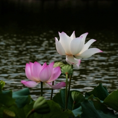 萌萌的蜥蜴（二）