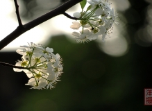 《千树万树梨花开》