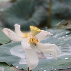莲花舞