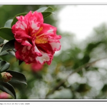 茶花贺新