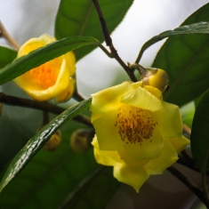 金花茶