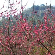 梅花朵朵开