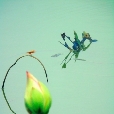 蜓荷图