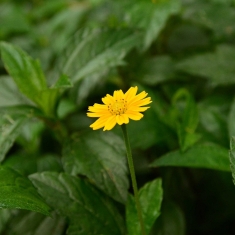 野菊花