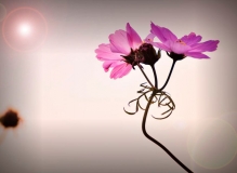 明阳那些花儿。。。。波斯菊