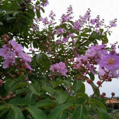 赏花