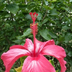 赏花