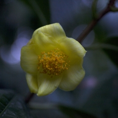 金花茶  茶花  小白花