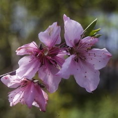 桃花