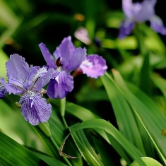 马兰花，又名鸢尾花