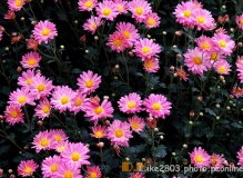 2013南湖菊花展