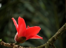 木棉花《二》
