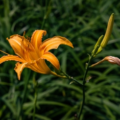 萱草花