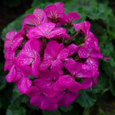 雨中花