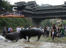 风雨桥下乐斗牛
