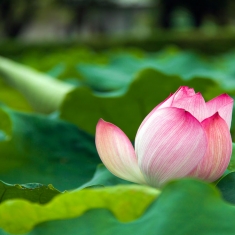 西大荷花