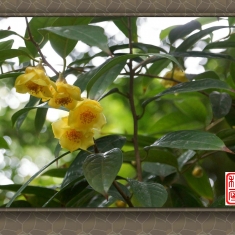 珍贵的金茶花(3)