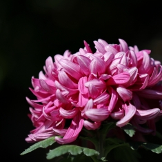 菊花（一）