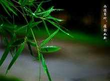 雨后翠竹，蕴韵如新。