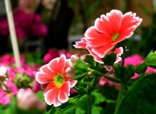 杂花一组