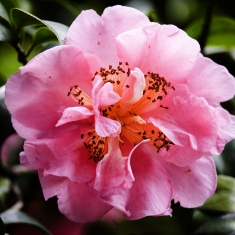 红茶花