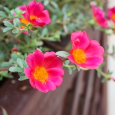 鲜花
