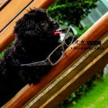狗狗·小黑