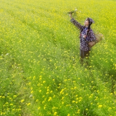 油菜花开