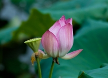 新人发帖，也发荷花