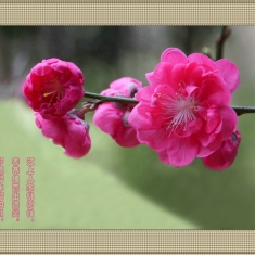 二月桃花笑春风(2)