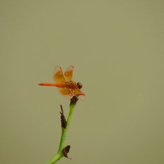 蜻  蜓