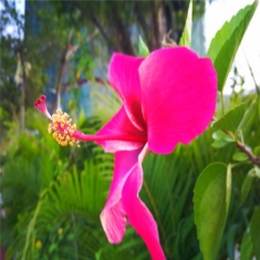 花卉