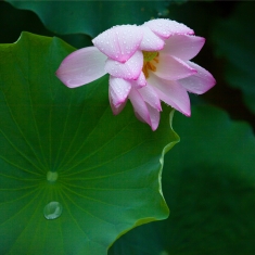 荷荷荷