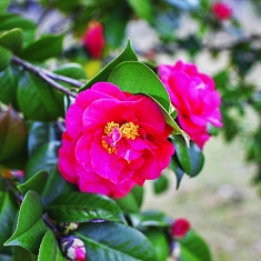 茶花开了