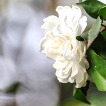 金花茶公园早开的白茶花