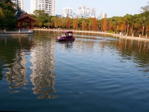 金花茶公园小景