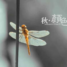 新人报道~阳台随拍